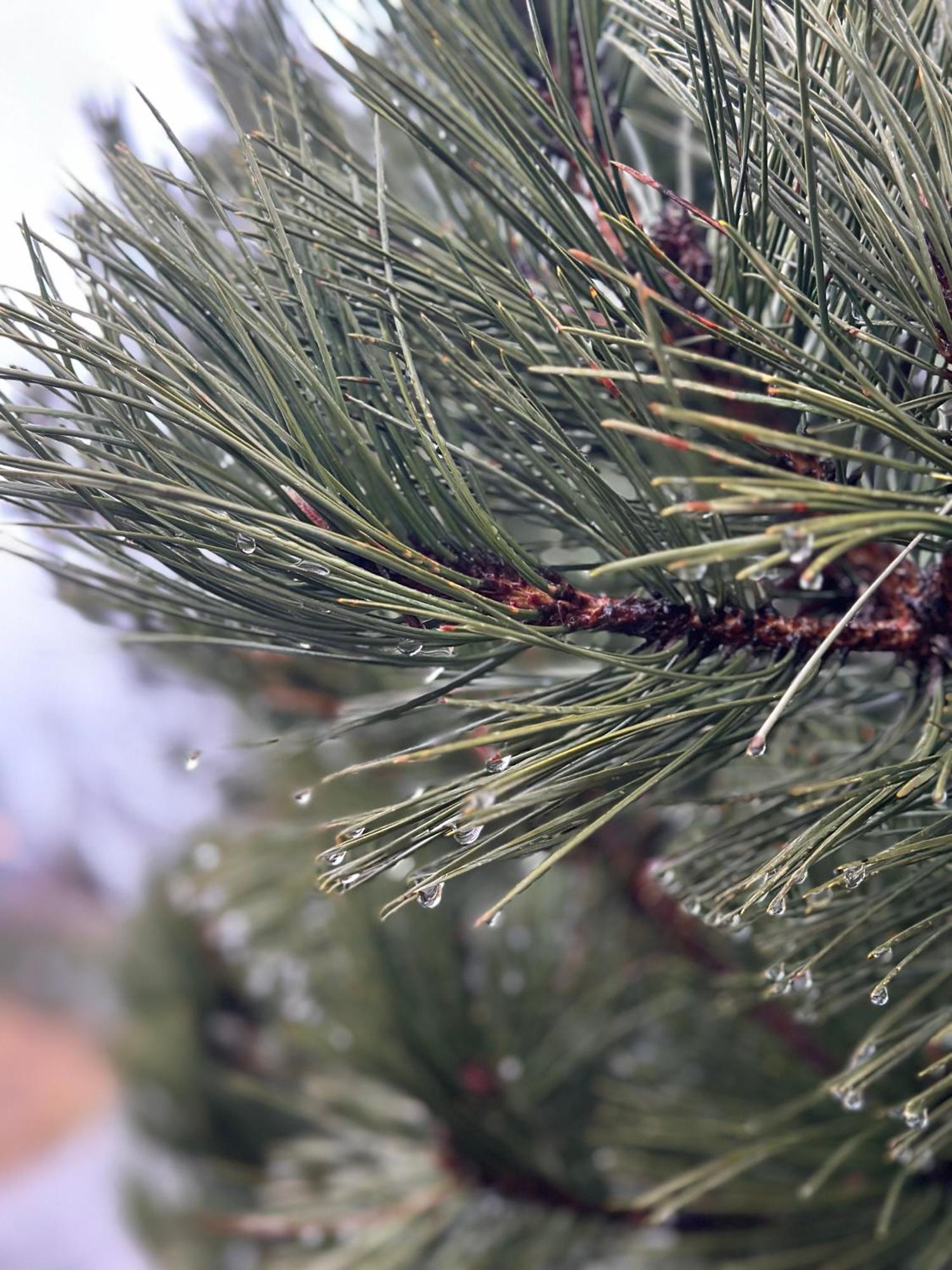 Willa Wild Nest Zlatibor Bear Zewnętrze zdjęcie